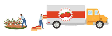 People picking red tomatoes and loading crates into truck, flat vector illustration. Tomato harvesting, agriculture.のイラスト素材