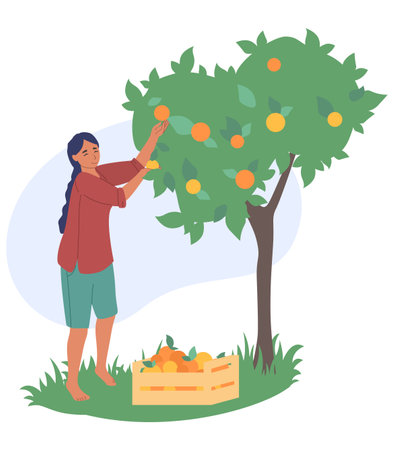 Woman gathering ripe fruits from tree vector illustrationのイラスト素材