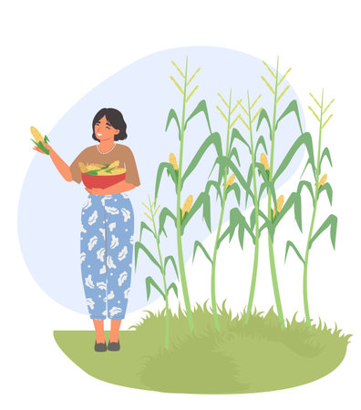 Woman gathering corn harvest isolated on white backgroundのイラスト素材