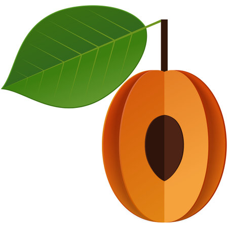 Apricot fruit vector slice ripe nectarine iconのイラスト素材
