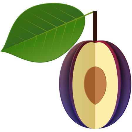 Plum fruit vector illustration ripe prune iconのイラスト素材