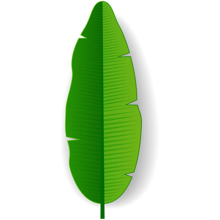 Green tropical single leaf vector isolated iconのイラスト素材