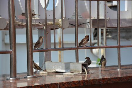 sparrowsの写真素材