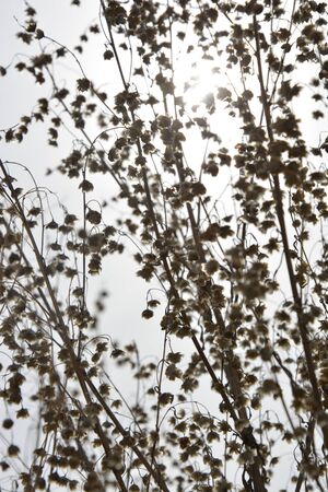 summerの写真素材