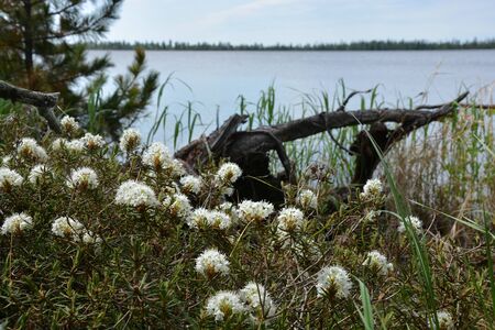 flowersの写真素材