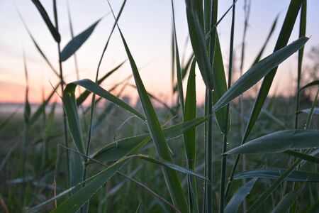 morningの写真素材