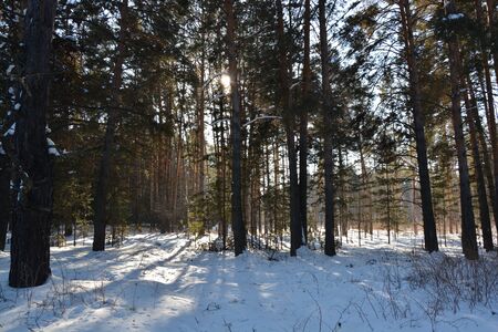 winterの写真素材