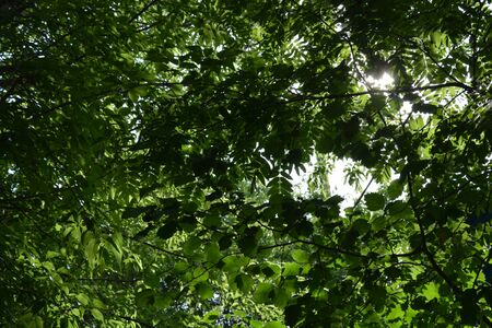 summerの写真素材