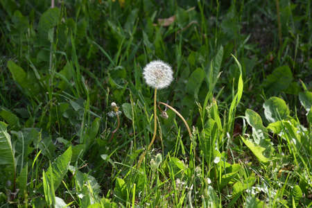 summerの写真素材