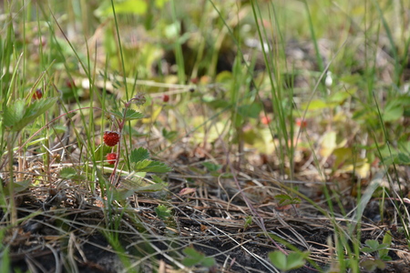 summerの写真素材