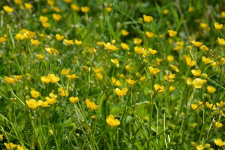 summerの写真素材