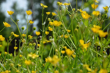 summerの写真素材