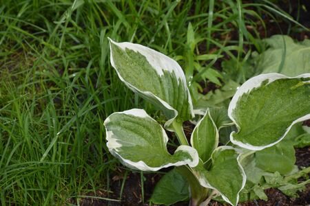 summerの写真素材