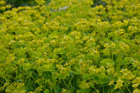 summerの写真素材