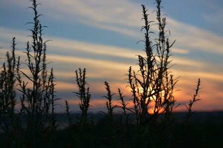 grass silhouette and sunriseの写真素材