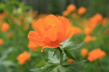 Wild-growing orange flower on a meadowの写真素材