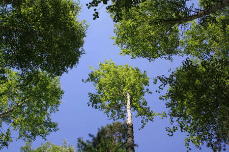 The blue sky through foliage of trees in forest in the summer dayの写真素材