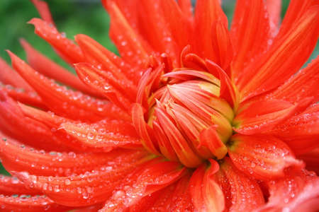 Red dahlia with drops of water after a rainの写真素材