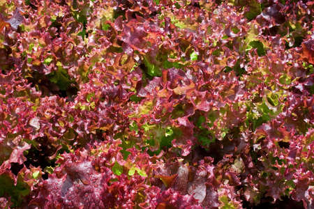 Violet lettuce with drops of water can be used as backgroundの写真素材