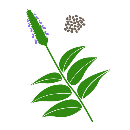 Chia branch and chia seeds isolated on white background.のイラスト素材