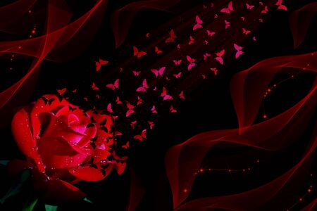 Red rose and butterflies on black backgroundの写真素材