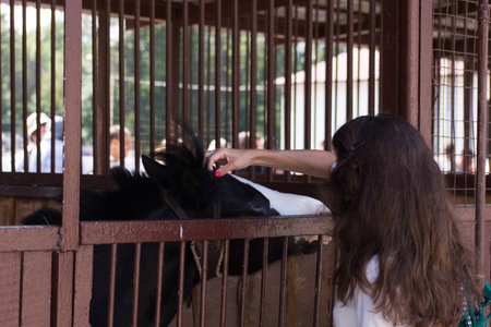 The girl with red nail stroking the little black horse in the stallの写真素材
