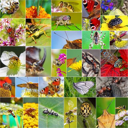 Insects. A collage of photos of insects found in Siberiaの写真素材