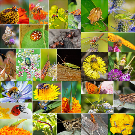 Insects. A collage of photos of insects found in Siberiaの写真素材