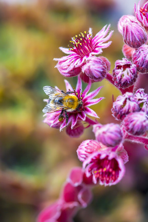 Decorative garden plant a rose of Stone (Sempervivum). Bumblebee collects nectar on the flowers of plantsの写真素材
