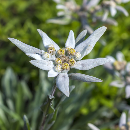 Edelweiss (lat. Leontopodium) genus of dicotyledonous herbaceous plants of the Aster family (Asteraceae). Plant in flowering periodの写真素材