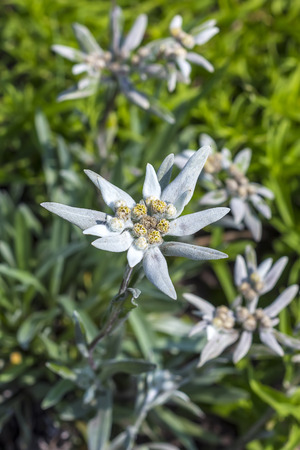 Edelweiss (lat. Leontopodium) genus of dicotyledonous herbaceous plants of the Aster family (Asteraceae). Plant in flowering periodの写真素材