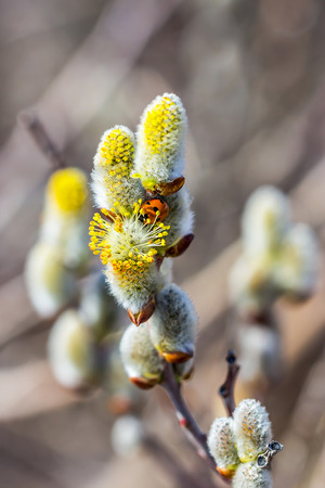 Goat willow (Salix caprea L.). Ladybug on a flower willowの写真素材