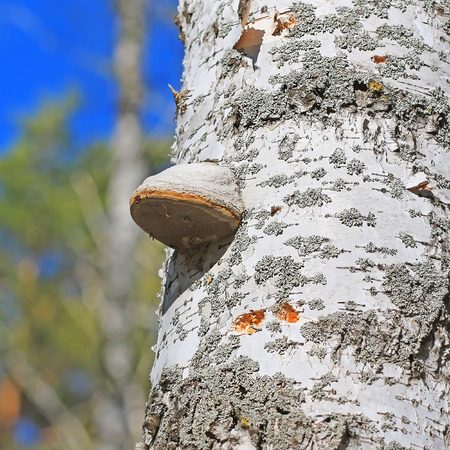 The fungus is a saprophyte - a real Tinder fungus ( Fomes fomentarius ). The tree trunk is covered with young Birch mushroomsの写真素材