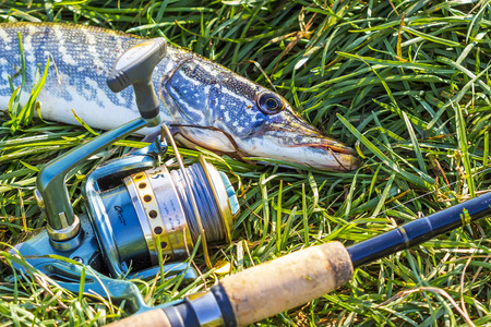 Fish Pike (lat. Esox lucius) in the background spinningのeditorial素材