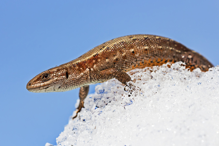 Sand lizard ( lat. Lacerta agilis ). In the spring a lizard in the snow after hibernationの写真素材