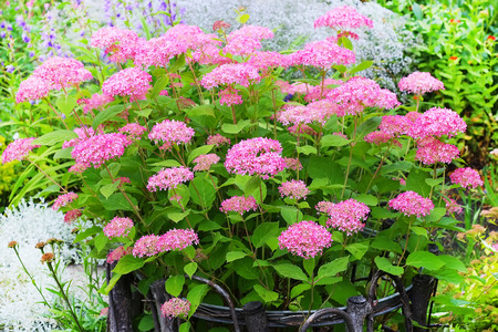 Pink hydrangea tree varieties The pink annabelle. Decorative varietal beautifully flowering hardy...