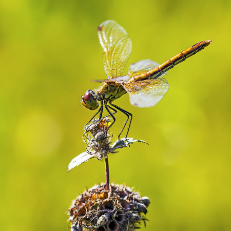 Insect Siberia Yellow Dragonfly (lat. Sympetrum flaveolum)の写真素材