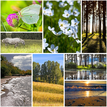 Summer in nature, Siberia, Novosibirsk oblast, Russia. A collage of photosの写真素材