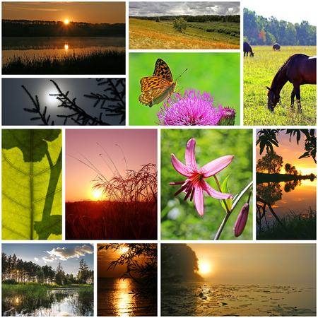 Summer in nature, Siberia, Novosibirsk oblast, Russia. A collage of photosの写真素材