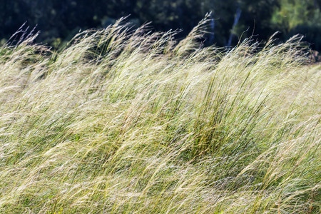 Feather hairlike ( lat. Stipa capillata). Perennial monocotyledonous herbaceous plant; a species of...