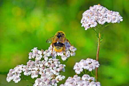 Yarrow ( lat. Achillea millefolilium ). Wild medicinal plants of Siberia