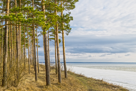 Pine forest on the banks of the spring river. The river Ob, Novosibirsk oblast, Siberia, Russiaの写真素材