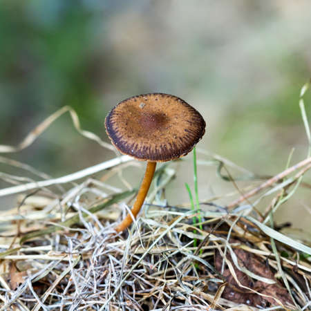 Mushroom Strobilurus stick ( lat: Strobilurus tenacellus ). Close-up of a mushroom in natural habitatの写真素材