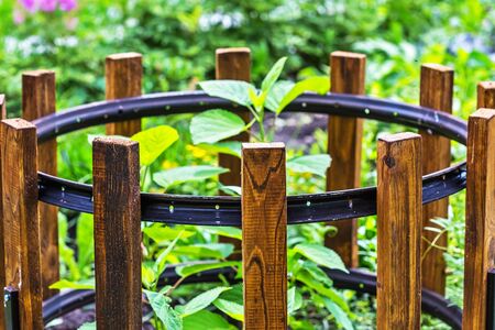 Simple support for garden shrubs from an old Bicycle rim and wooden fenceの写真素材