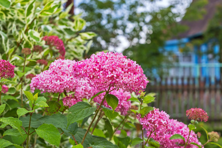 Decorative garden shrub Hydrangea tree pink varieties of The pink annabelle in the flowering period...