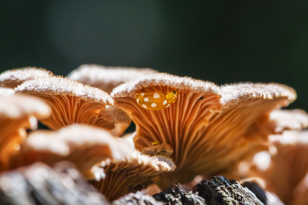 Inedible mushroom Melanistic ordinary ( lat. Schizophyllum commune ) has medicinal properties. Berdsk, Novosibirsk oblast, Siberia, Russia, Augustの写真素材