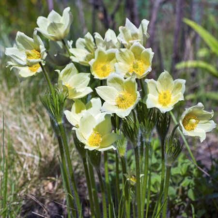 The cross opened, or sleep-grass (lat. Pulsatílla patens). Group flowering plants