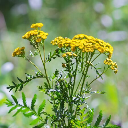 Wild medicinal plant tansy (lat. Tanacetum vulgare). Flowering plantの写真素材