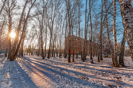 The town of Berdsk, Novosibirsk oblast, Western Siberia,Russia - December 9, 2017: winter urban landscape with a birch groveのeditorial素材