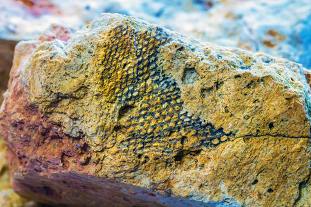 The fossil of an ancient sea found in the floodplain of Sponichi. Iskitim district, Novosibirsk...